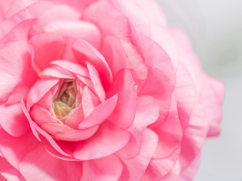 竞渡深悲千载冤,忠魂一去讵能还出处意思赏析