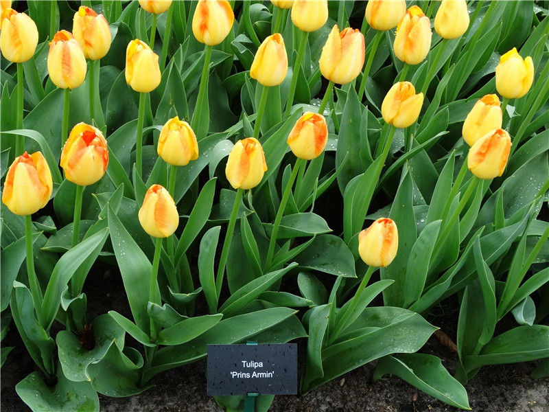 《丹青引赠曹将军霸》古诗译文赏析-杜甫古诗