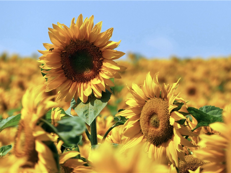 《空书》原文赏析-民歌散文诗