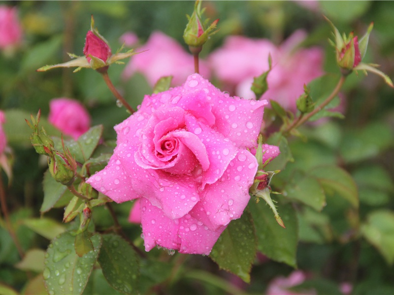 李白《流夜郎至江夏陪长史叔及薛明府宴兴德寺南阁》古诗翻译赏析阅读