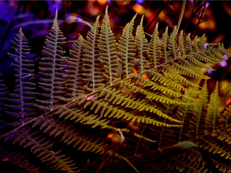 相见无杂言,但道桑麻长出处意思赏析