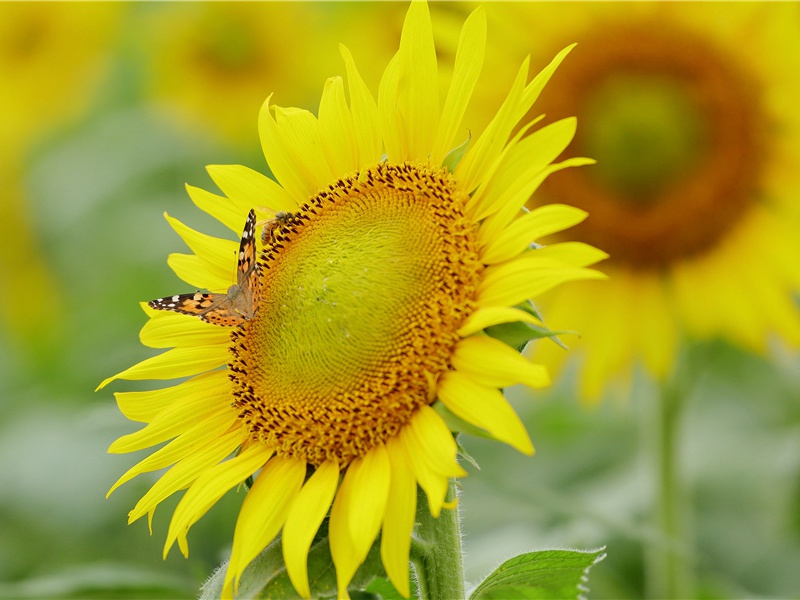 上京即事其七-原文句解题解赏析-萨都剌古诗