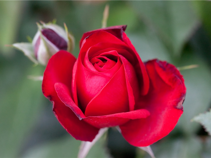 《兵车行》古诗译文赏析-杜甫古诗