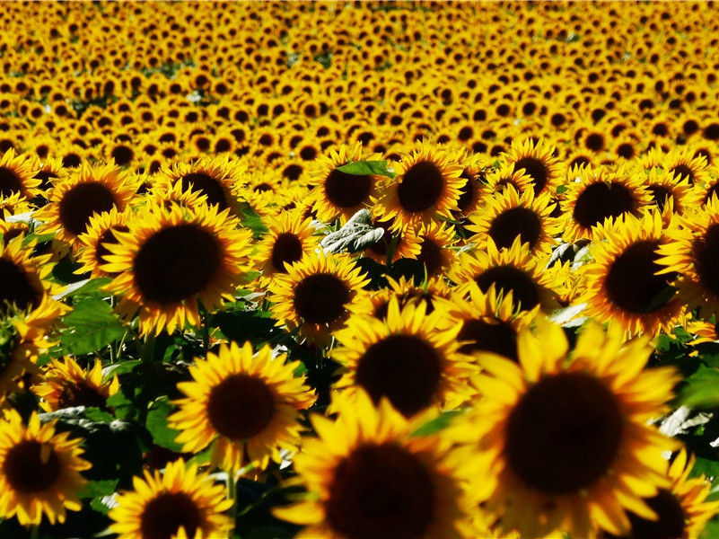 水路疑霜雪,林栖见羽毛出处意思赏析