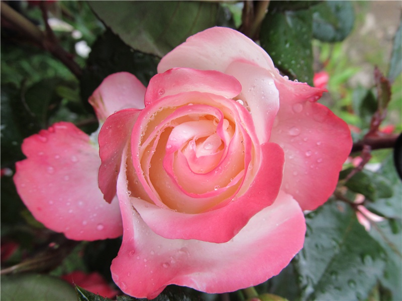 山腹雨晴添象迹,潭心日暖长蛟涎出处意思赏析