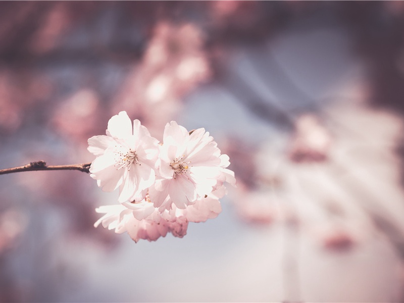 天上星河转,人间帘幕垂出处意思赏析