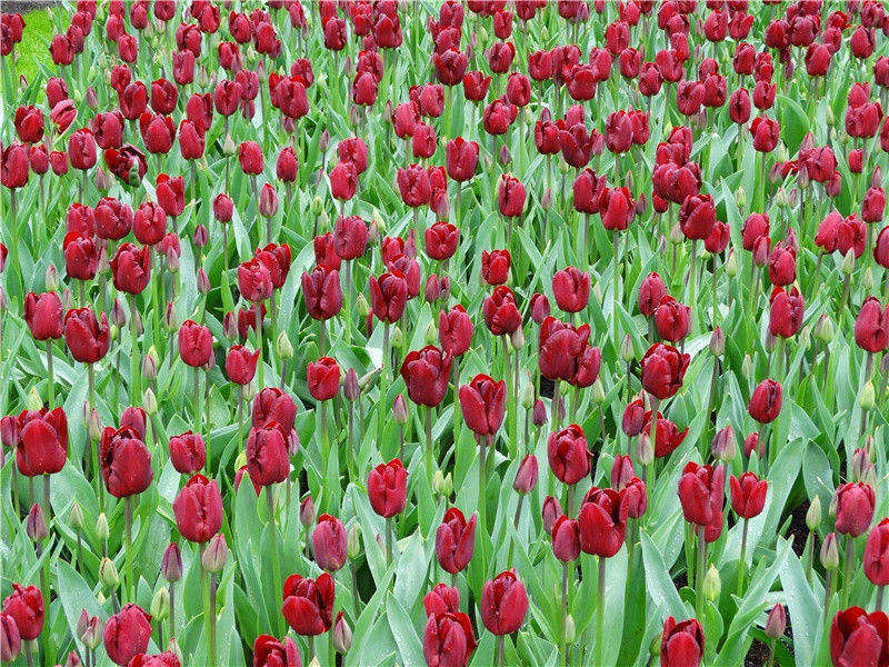 《早发白帝城》古诗译文赏析-李白古诗