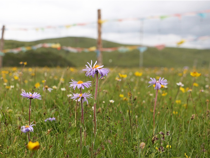 《秋夕》古诗译文赏析-杜牧古诗