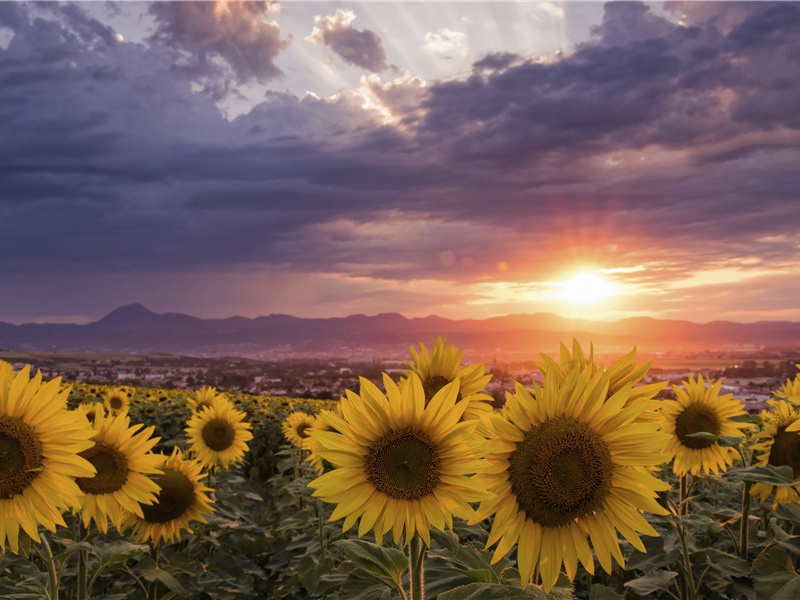 《天末怀李白》古诗译文赏析-杜甫古诗