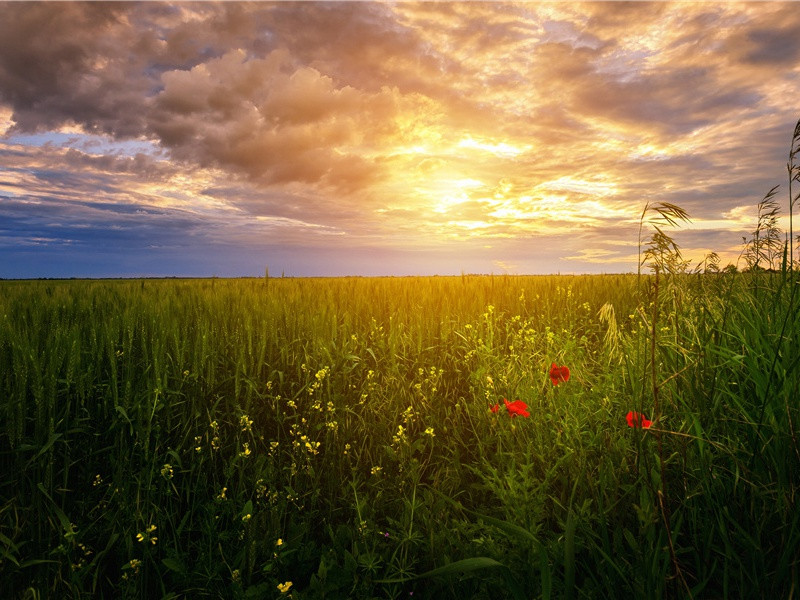 《春夜洛城闻笛》古诗译文赏析-李白古诗