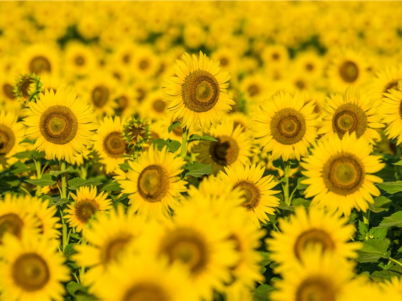 近乡情更怯,不敢问来人出处意思赏析(新)