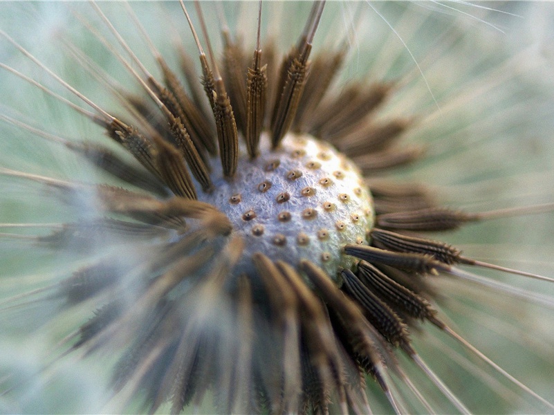 蜂蝶哪容侵瘦菊,坚贞自守的女人怎不令人礼赞