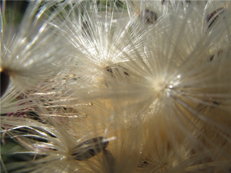 鹤闲临水久,蜂懒采花疏出处意思赏析