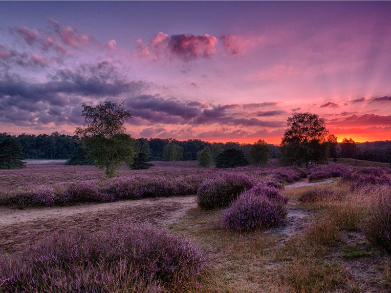 《留别王维》古诗译文赏析-孟浩然古诗
