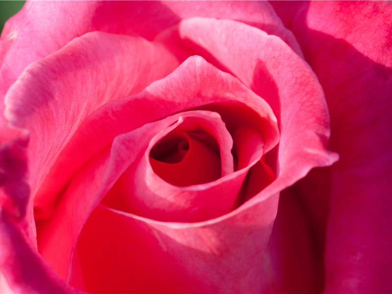 《春望》古诗译文赏析-杜甫古诗