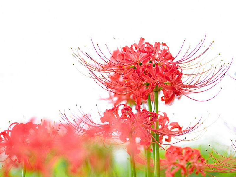 梅熟许同朱老吃,松高拟对阮生论出处意思赏析