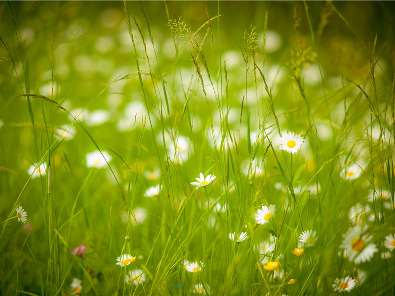 李白《与从侄杭州刺史良游天竺寺》古诗翻译赏析阅读