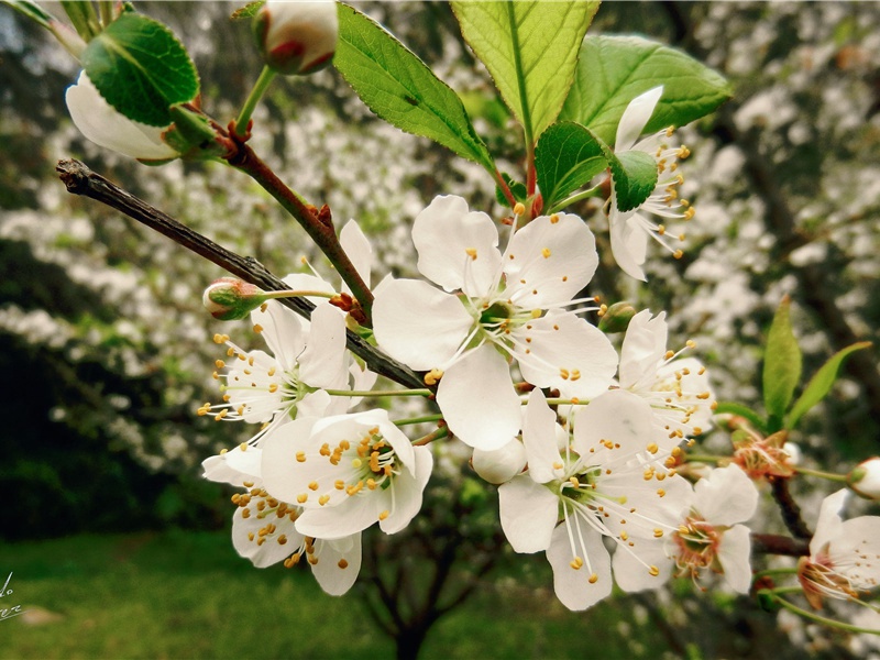 乡书不可寄,秋雁又南回出处意思赏析