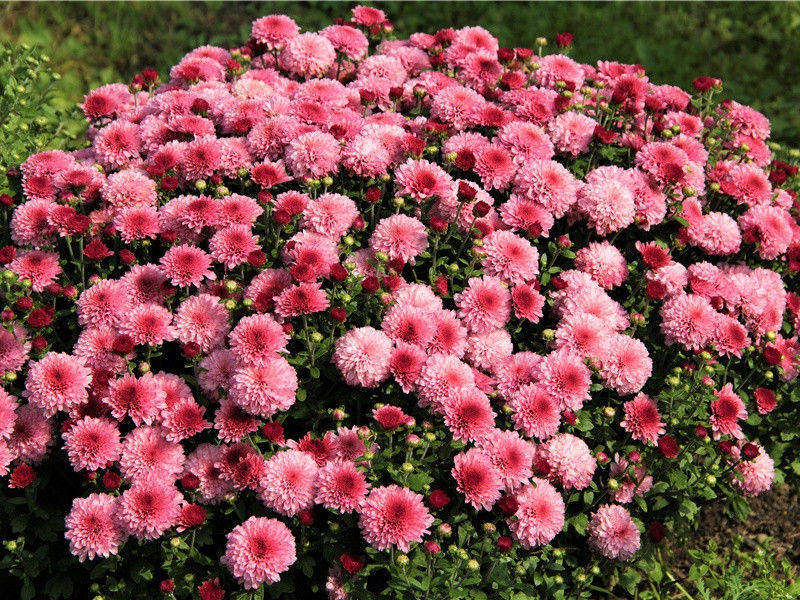 《越调·天净沙》一行白雁清秋)原文赏析-清代朱彝尊散曲