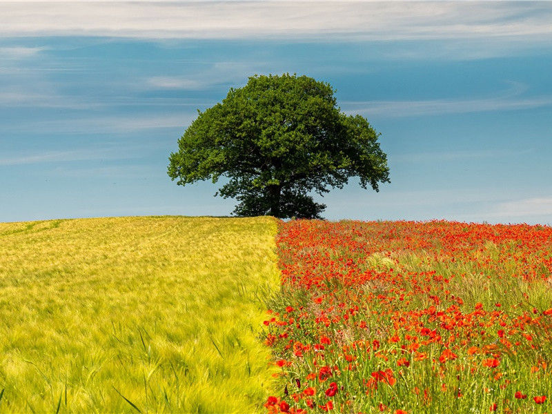 上方重阁晚,百里见秋毫出处意思赏析