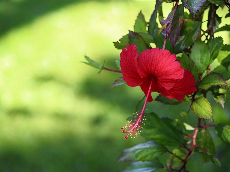 今夜月明江上,酒初醒出处意思赏析