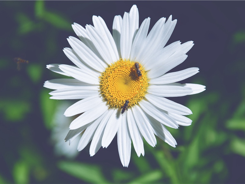 《二八佳人巧梳妆》原文赏析-民歌散文诗