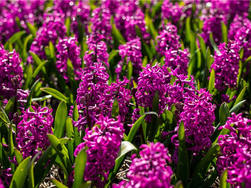 次韵登凌歊台-原文句解题解赏析-萨都剌古诗