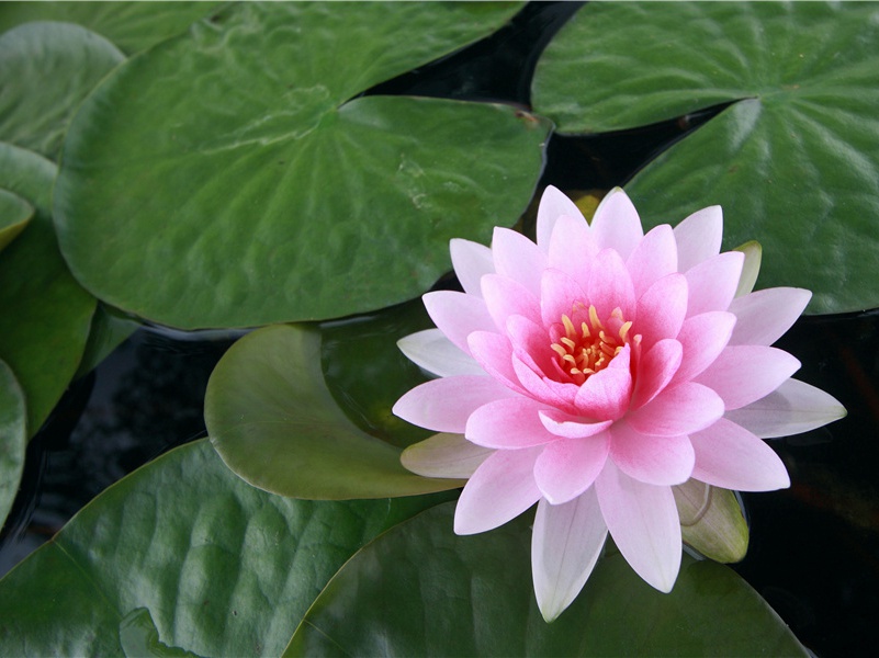 早梅发高树,迥映楚天碧出处翻译赏析