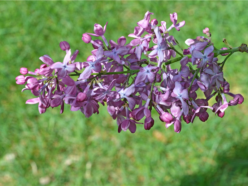 映阶碧草自春色,隔叶黄鹂空好音出处意思赏析