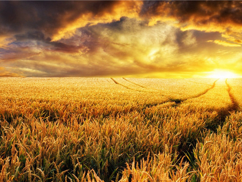 解缆西征未有期,槐花又逼桂花时出处意思赏析