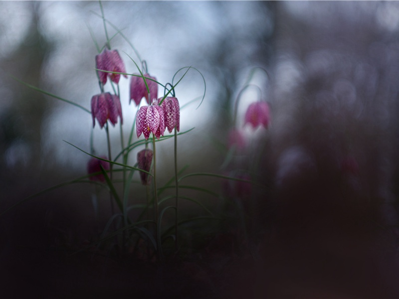 回晖眺林际,摵摵无遗芳出处意思赏析