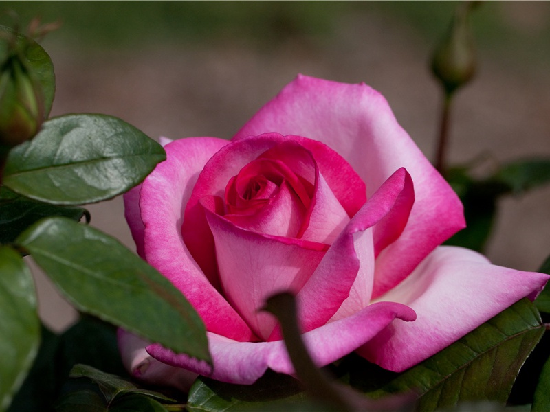 映阶碧草自春色,隔叶黄鹂空好音出处意思赏析