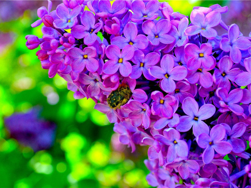 李白《西岳云台歌送丹丘子》古诗翻译赏析阅读