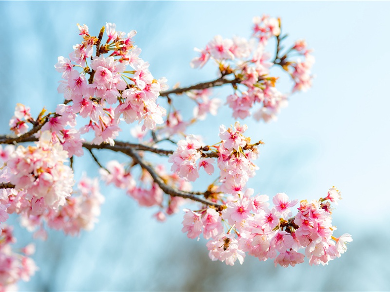 树木何萧瑟,北风声正悲出处翻译赏析