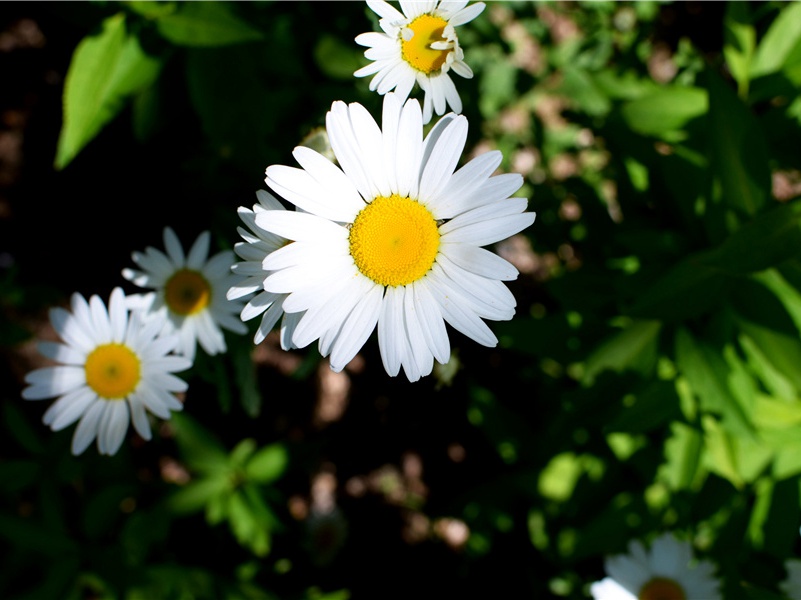 弱质无以托,横尸无以葬出处意思赏析