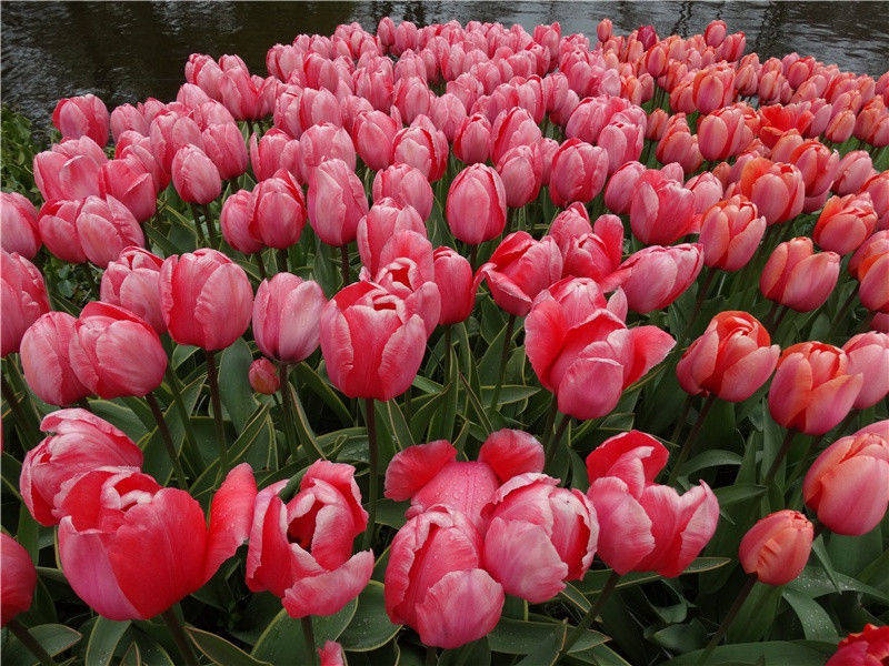 昔有佳人公孙氏,一舞剑器动四方的出处意思赏析