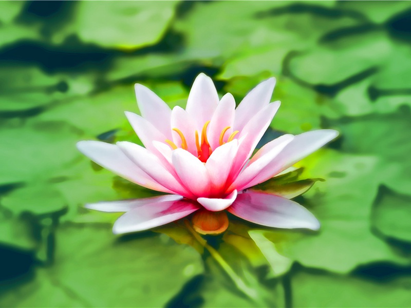 远芳侵古道,晴翠接荒城出处翻译赏析