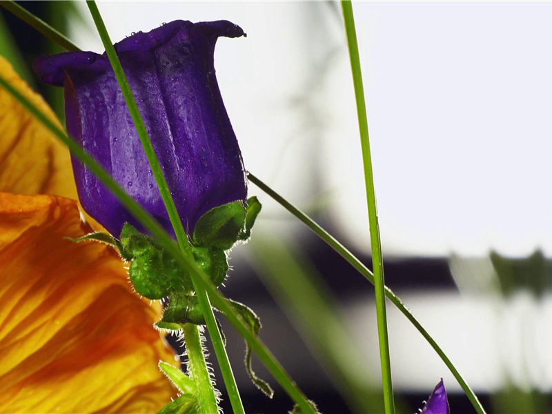 又送王孙去,萋萋满别情出处意思赏析作者