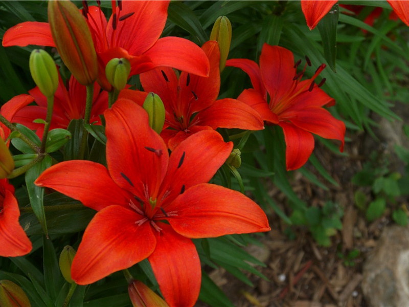 《到冬来瑞雪飘》原文赏析-民歌散文诗