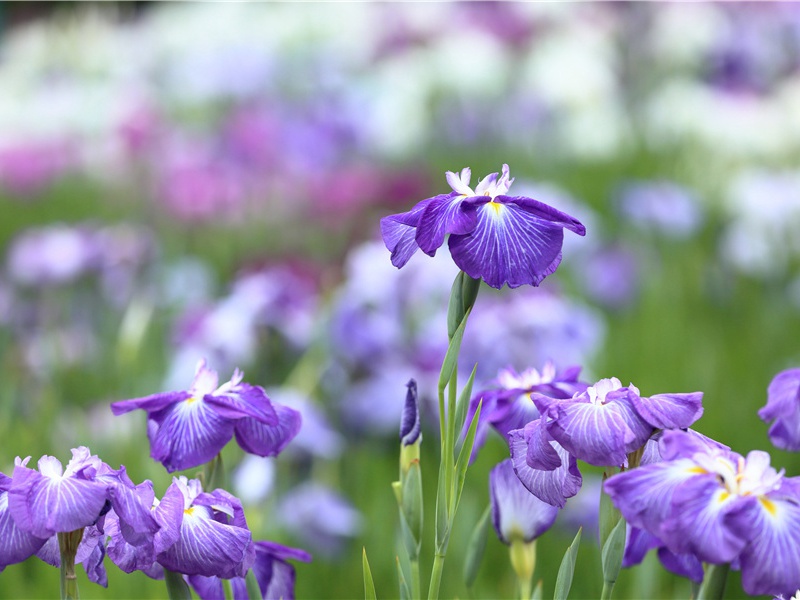 《纱窗外月影移》原文赏析-民歌散文诗