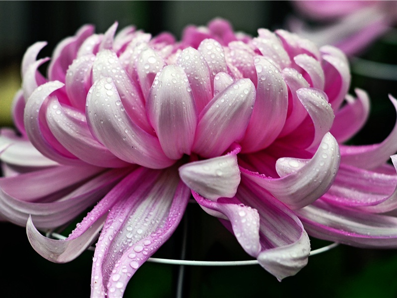 《送得我远了谁陪你回去》原文赏析-民歌散文诗