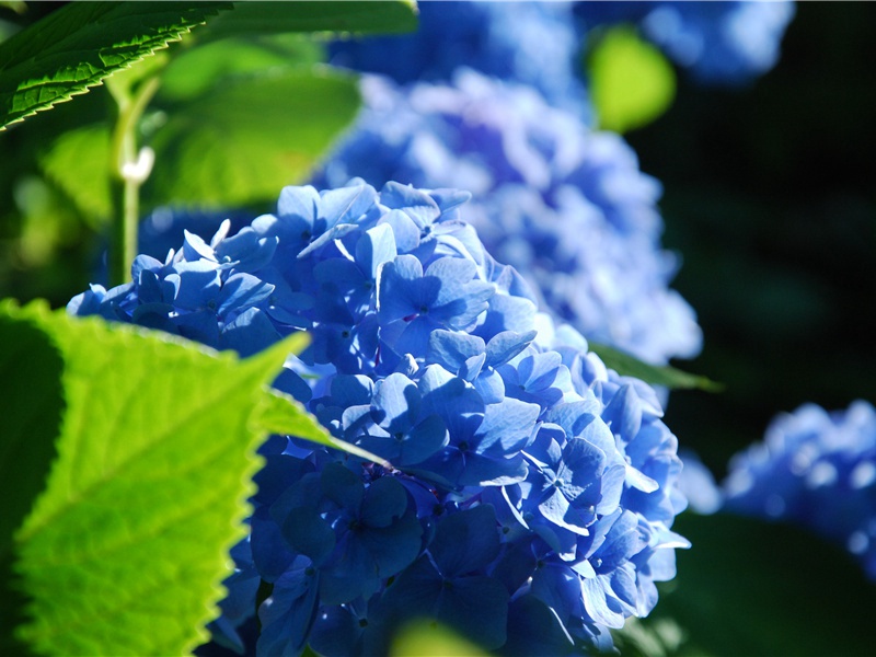 《不知那一句话儿把你来冲撞》原文赏析-民歌散文诗