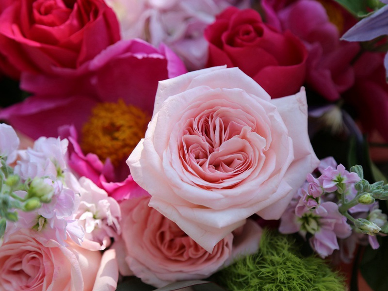 《从南来了一群雁》原文赏析-民歌散文诗