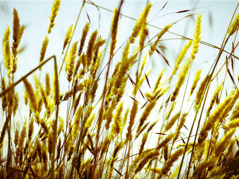 衣裳已施行看尽,针线犹存未忍开出处翻译赏析