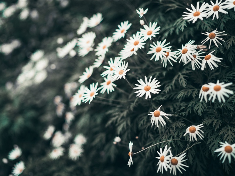《秦会之在山东》赏析-(宋)陆游的文言文