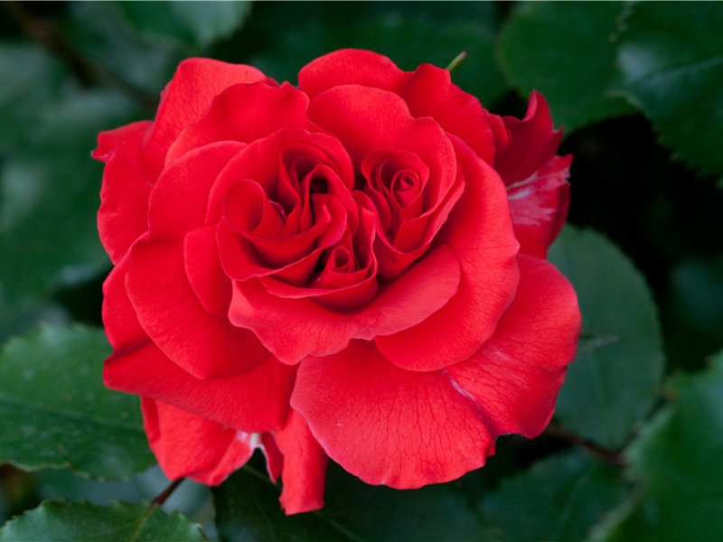 土膏欲动雨频催,万草千花一饷开;出处意思赏析