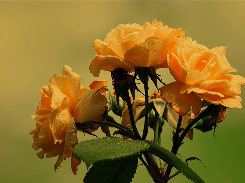 露从今夜白,月是故乡明出处意思赏析