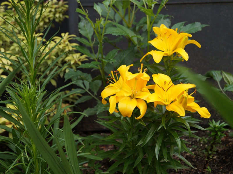 七子论诗谁似公,曹刘须在指挥中出处意思赏析