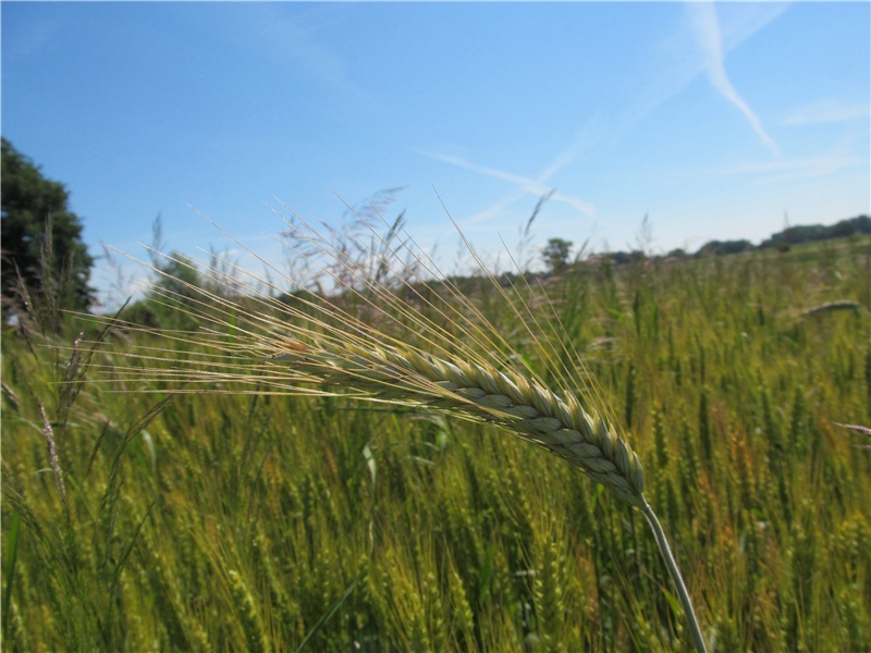 万里山川分晓梦,四邻歌管送春愁出处意思赏析