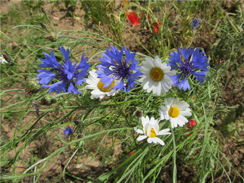 欲知此后相思梦,长在荆门郢树烟出处翻译赏析